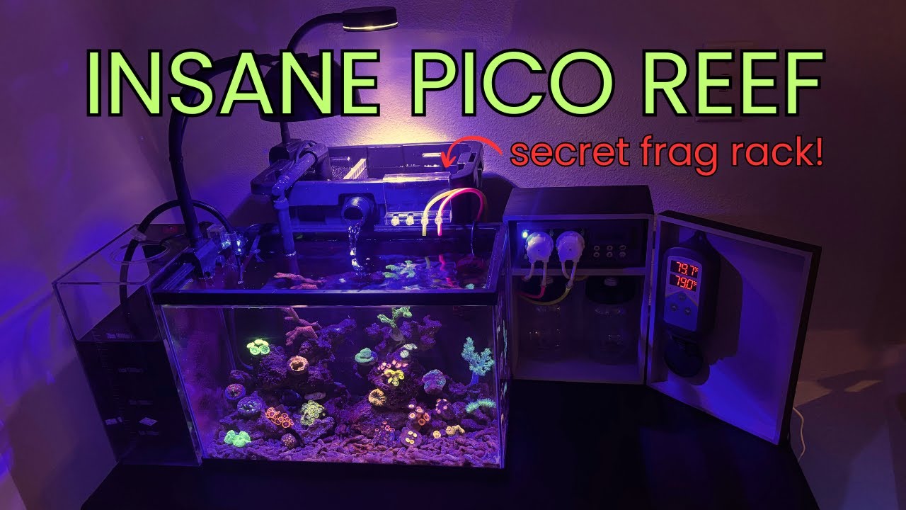 This pico reef (5g) is INSANE!