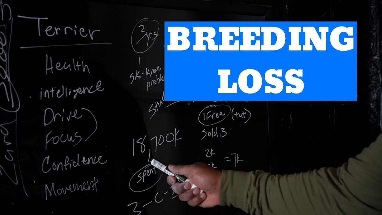 $20,000 Breeding Loss!!!