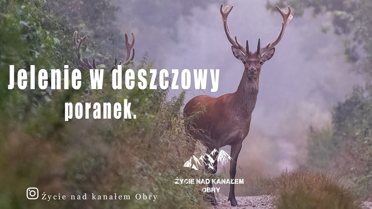 Jelenie w deszczowy poranek. I Deer on a rainy morning.I