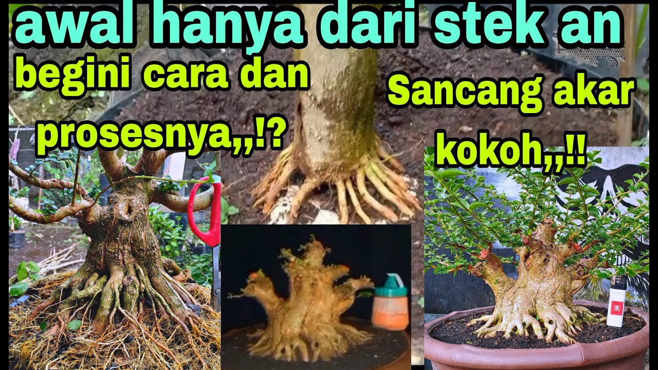 bonsai sancang dari cangkok bisa jadi sangat super dan istimewa//begini proses awalnya,,!!!