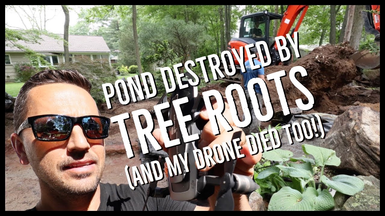 TREE ROOTS KILLED THIS POND (and my drone died too!)