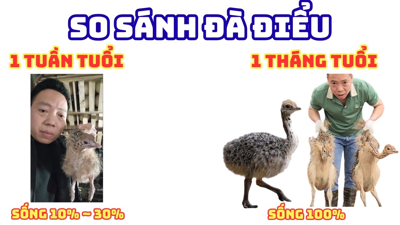 So sánh Đà Điểu 1 tuần tuổi và Đà Điểu 1 tháng tuổi, Trang trại Đà Điểu Phương Nam