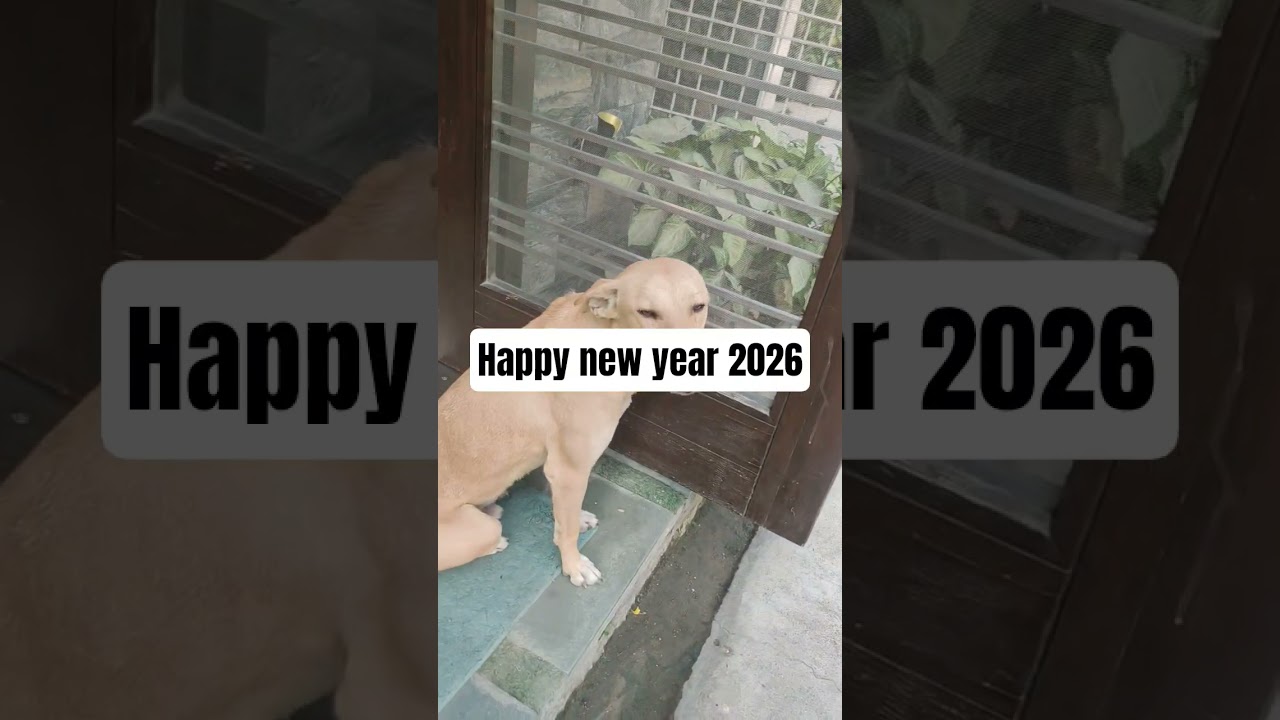 animal ngo# animal lover