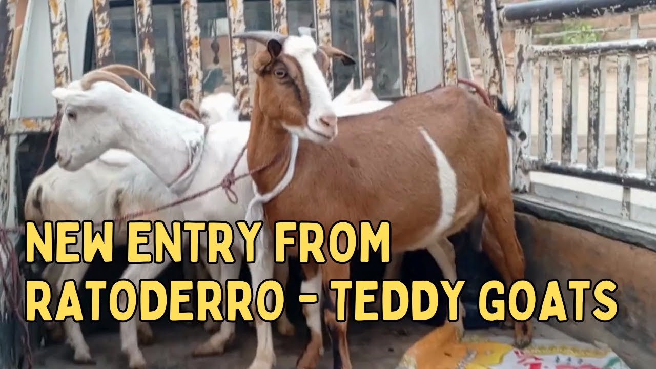 New teddy goats in our farm ft. Dr Moheb - vlog 171