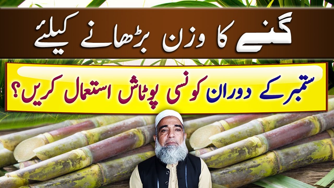 Which Type of Potash is better for sugarcane Crop || Crop Reformer