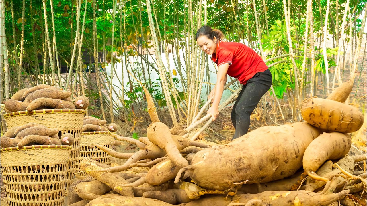 Harvest Cassava tubers Goes to the market sell - Make Cassava Cake Crispy and deliciously fried
