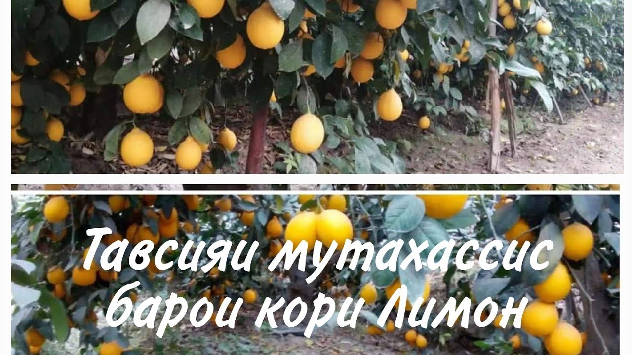 Ҳатман тамошо кунед барои пешрави кори Лимон🍋🍋🍋 (лимӯ) чи тавр аз ҳашаротҳо дар эмин мондан қисми 1.