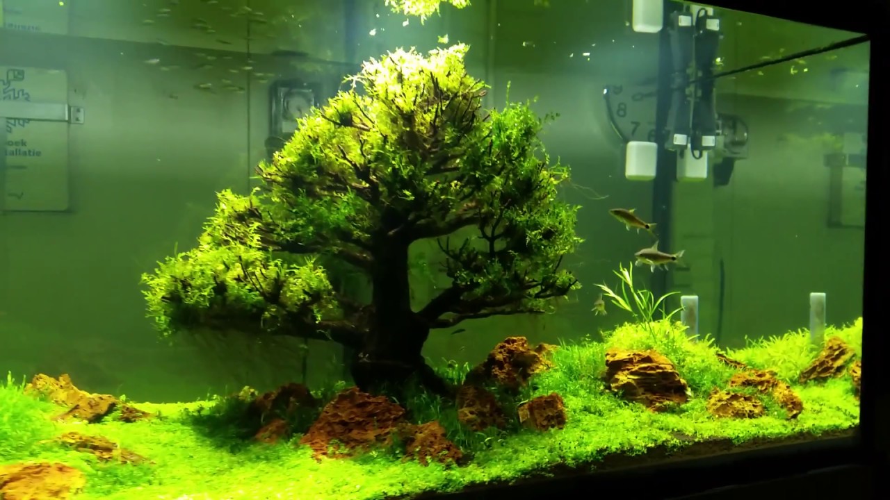 Magical tree - After maintenance
