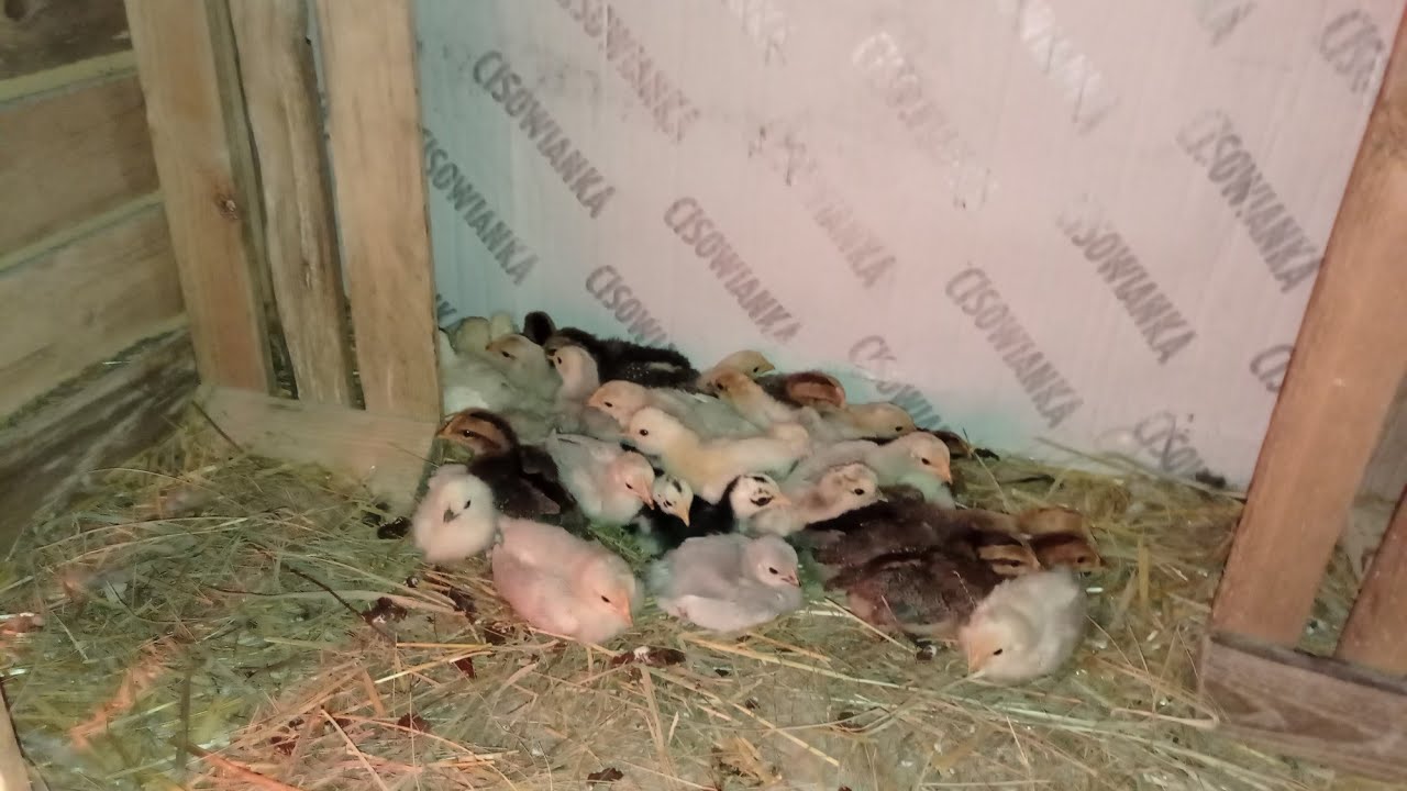 Kurcząt jak mrówek 🐜🐣, a będzie jeszcze więcej 😀.