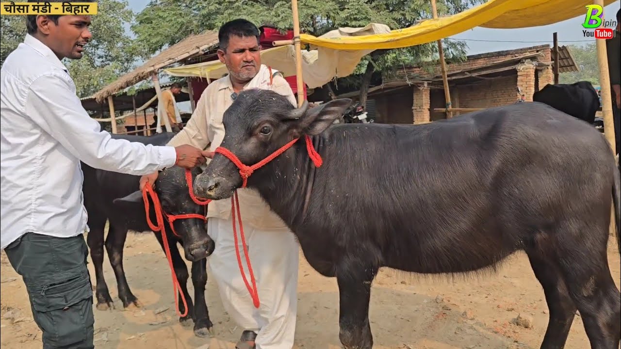 #चौसा मंडी मे हरियाणा से आई पडीया बिकाऊ है कुशवाहा जी के पास | Murrah Buffalo Calf For Sale in Bihar