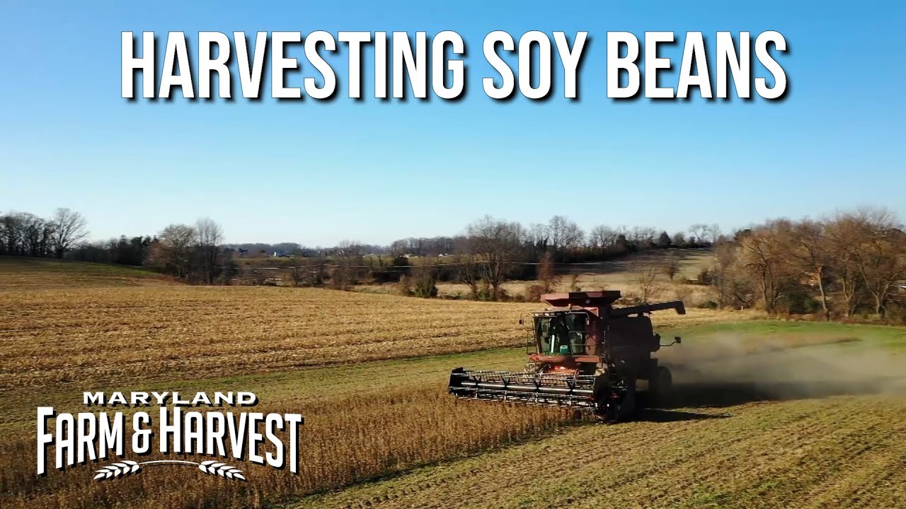 Harvesting Soy Beans