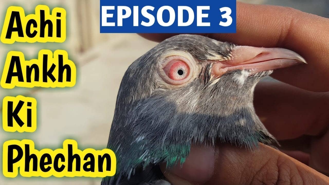 Nasli Kabootar Ki Pehchan || Episode 3