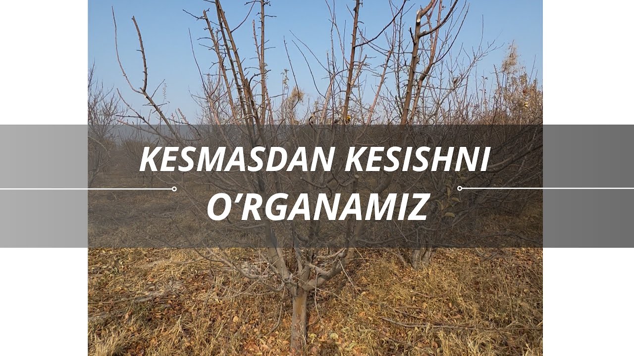 Kesilgan daraxtni tahlil qilamiz | olmaga shakl berish 