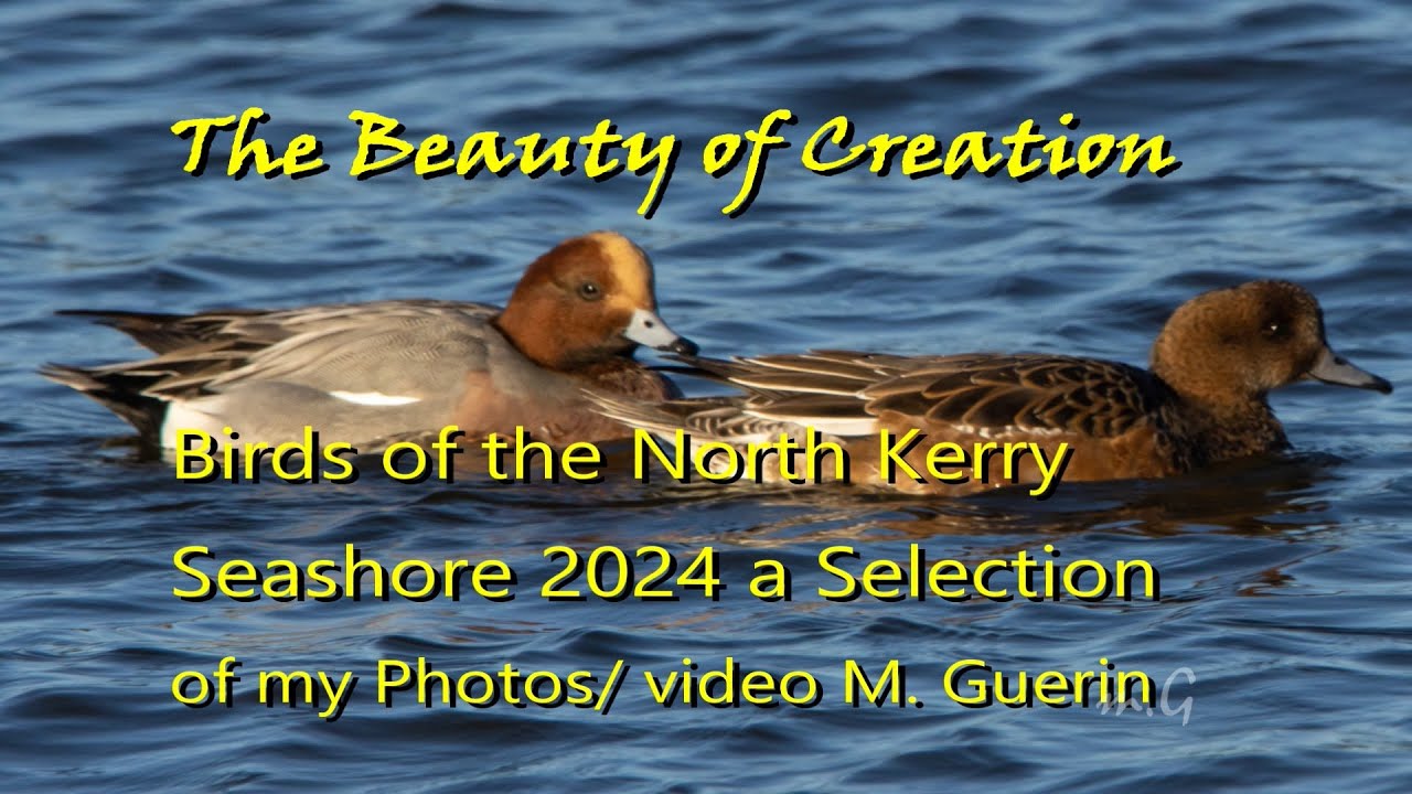 North Kerry Seashore Birds 2024