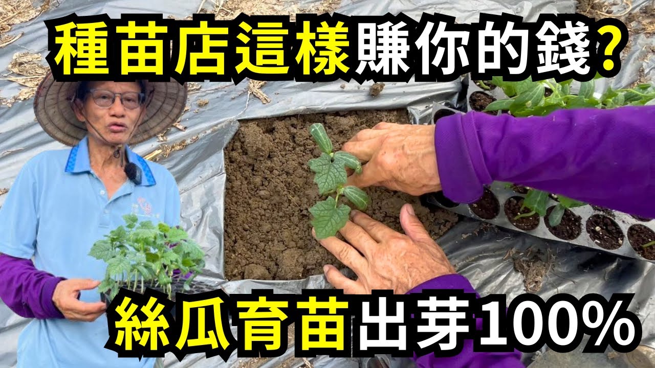 絲瓜(菜瓜)種子種植出芽100%作法，種苗店這樣賣苗賺錢，學會之後你也可以喔，絲瓜種子催芽技巧分享| 阿星種植