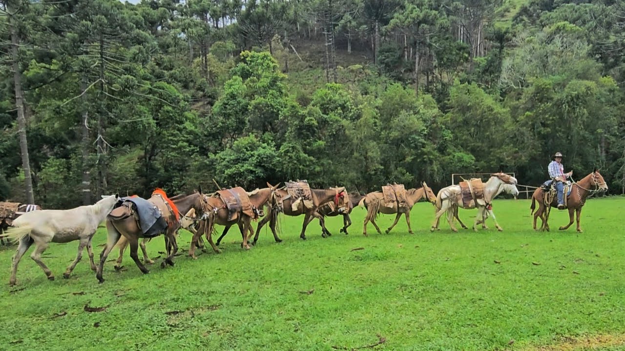 FOMOS ENCOTRA COM RAJADO NO CAMINHO BONITAS PAISAGENS ,CHEGADA DOS TROPEIROS  NO SERTÃO PEQUENO 