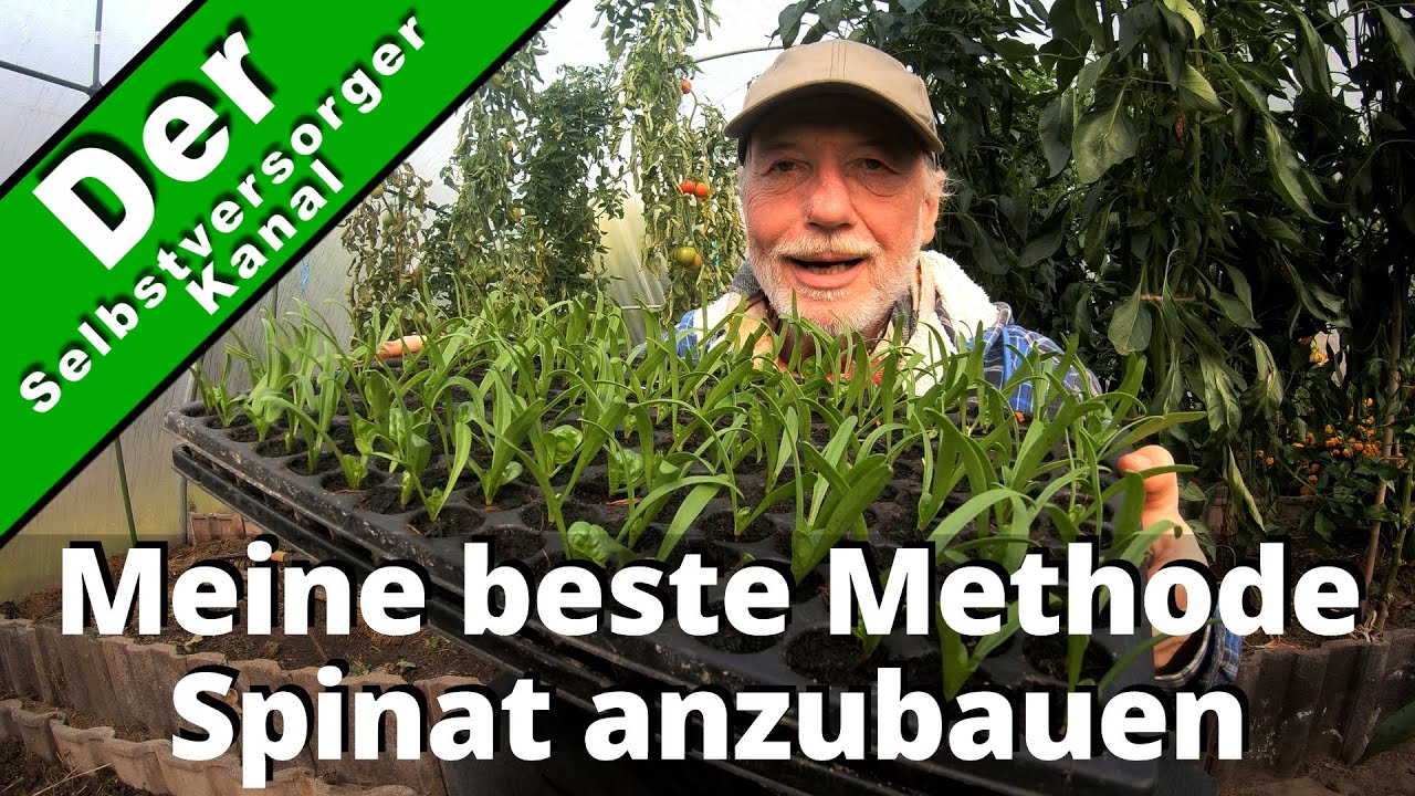 Meine beste Methode Spinat anzubauen
