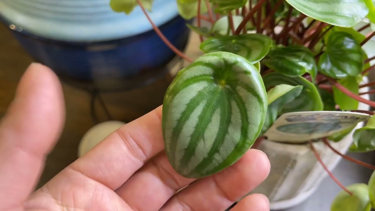 【植物育成が苦手な方へオススメ‼️】ペペロミア特集🌿☀️