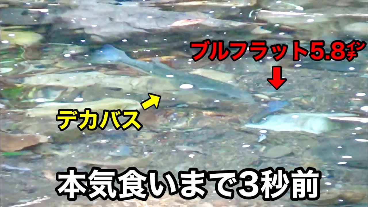 ブルフラットのこの使い方、ヤバすぎます。