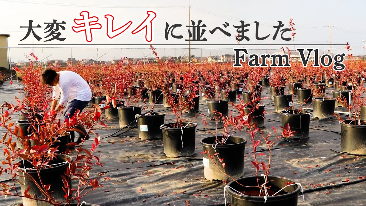 【Farm Vlog】ポットをキレイに並べて配管設置！ブルーベリー狩り園の内装が決まりました　#94