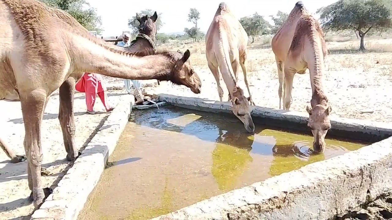 A Peaceful Moment After the Desert Struggle | Camel Drinking Water” #camelvideo#desertlife#longvideo