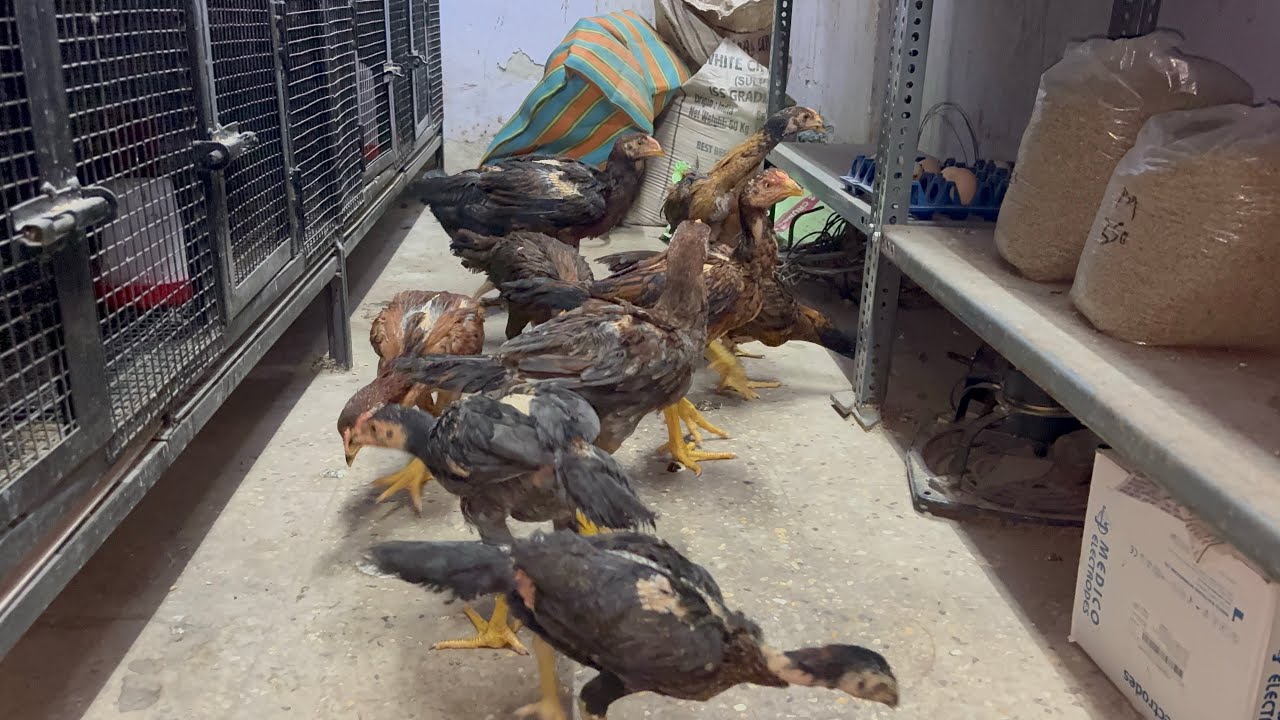 Top quality Aseel chicks for sale ￼(9322665668) all India delivery