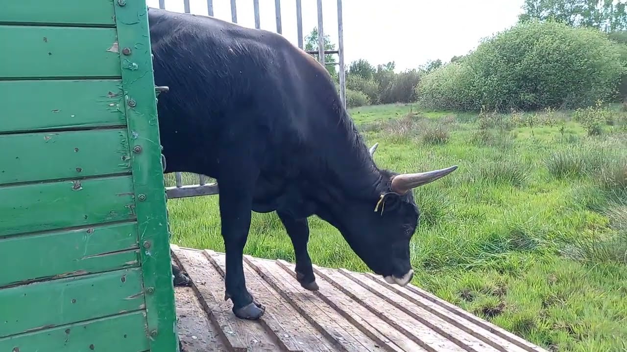 Bullen suchen in der neuen Wildnis