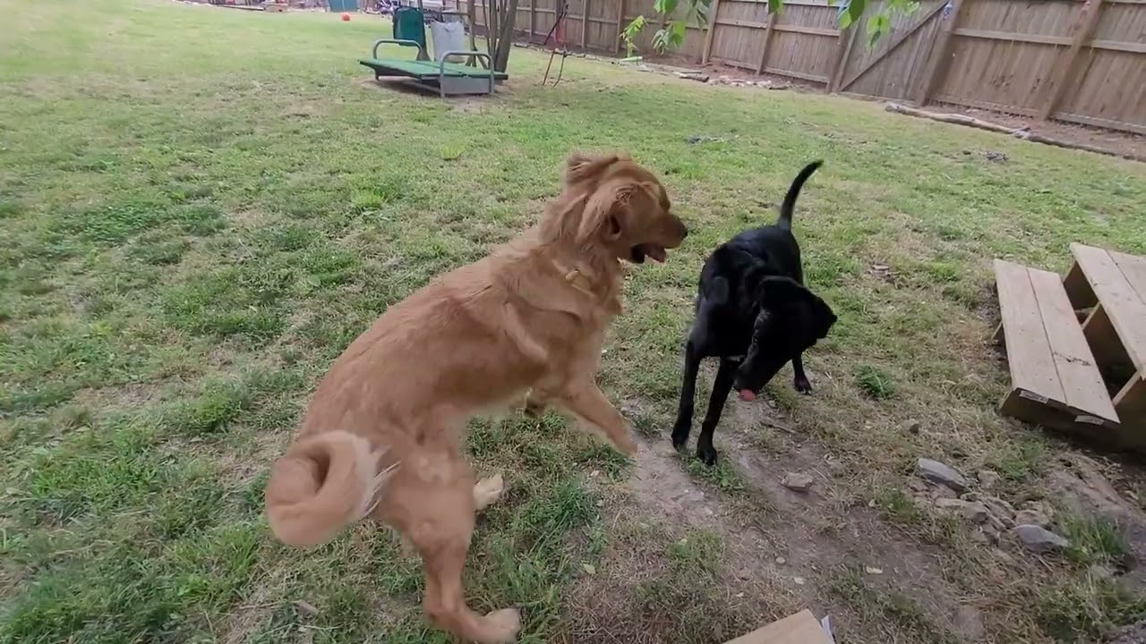 Lefty - Wilbur - Play/Interactions - Outside