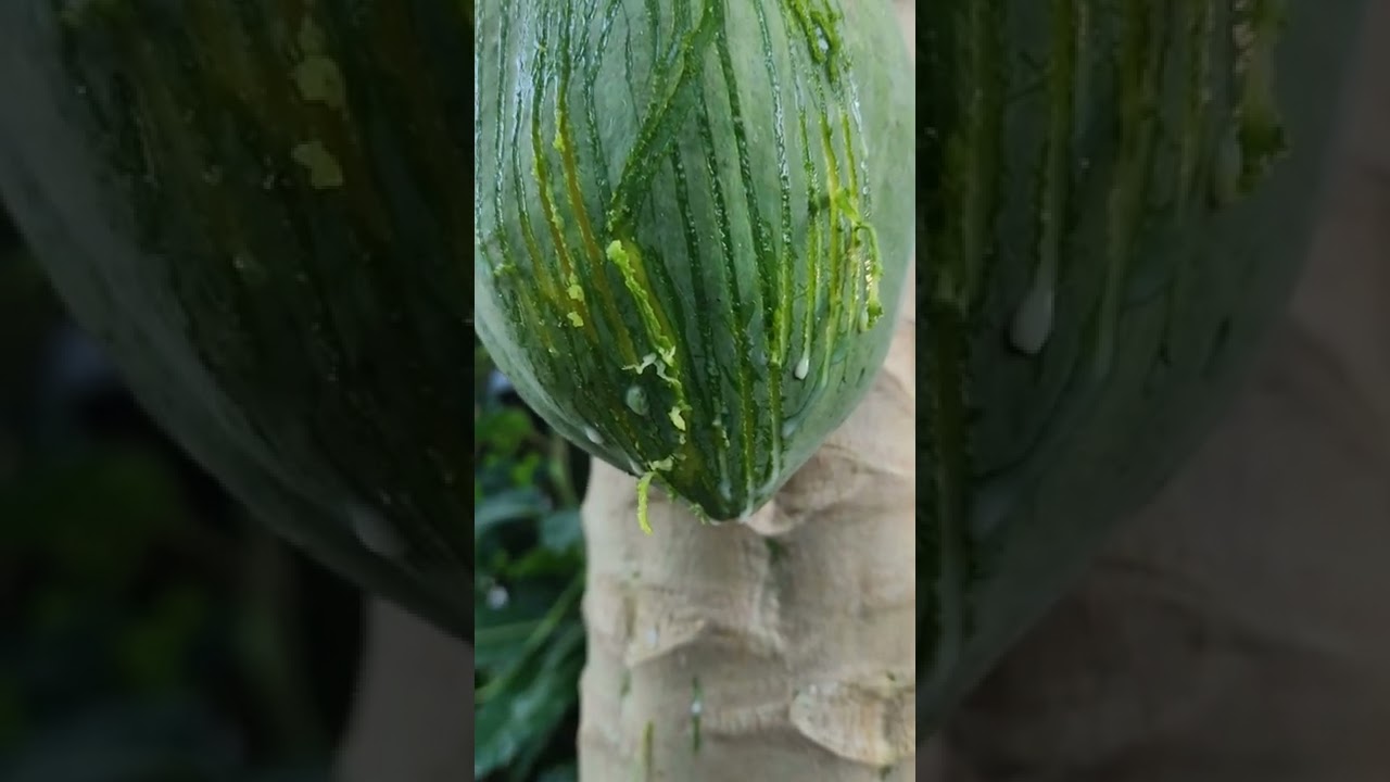 #resin extract #shorts #youtubeshorts