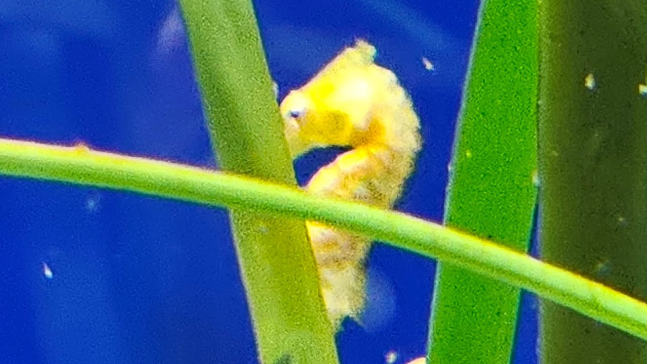 New England Aquarium 