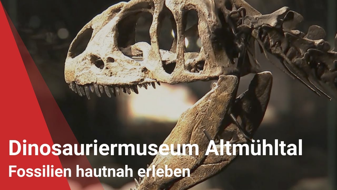 Dinosauriermuseum Altmühltal: Fossilien hautnah erleben