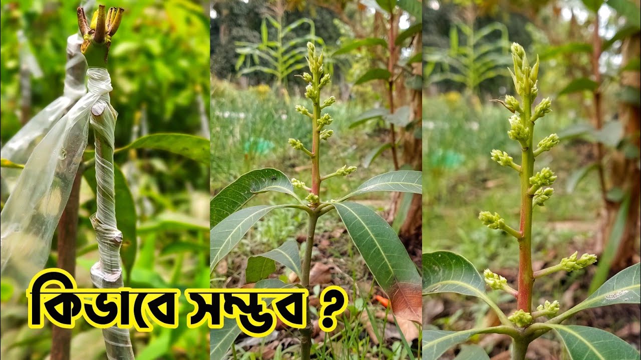 চারা আম গাছেই ধরবে আম |সম্ভব কি?|Grafting on seedlings