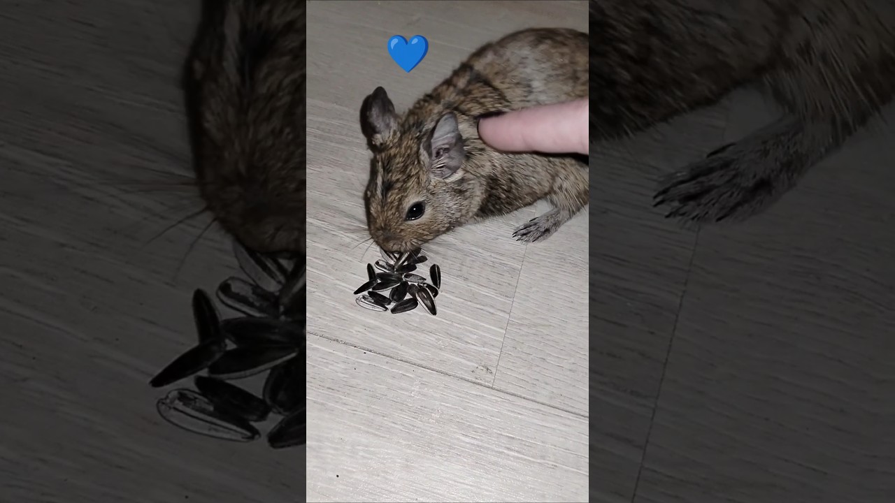 Gucio 💙 eating degu 😍 #funny #animals #degu #pet #shorts
