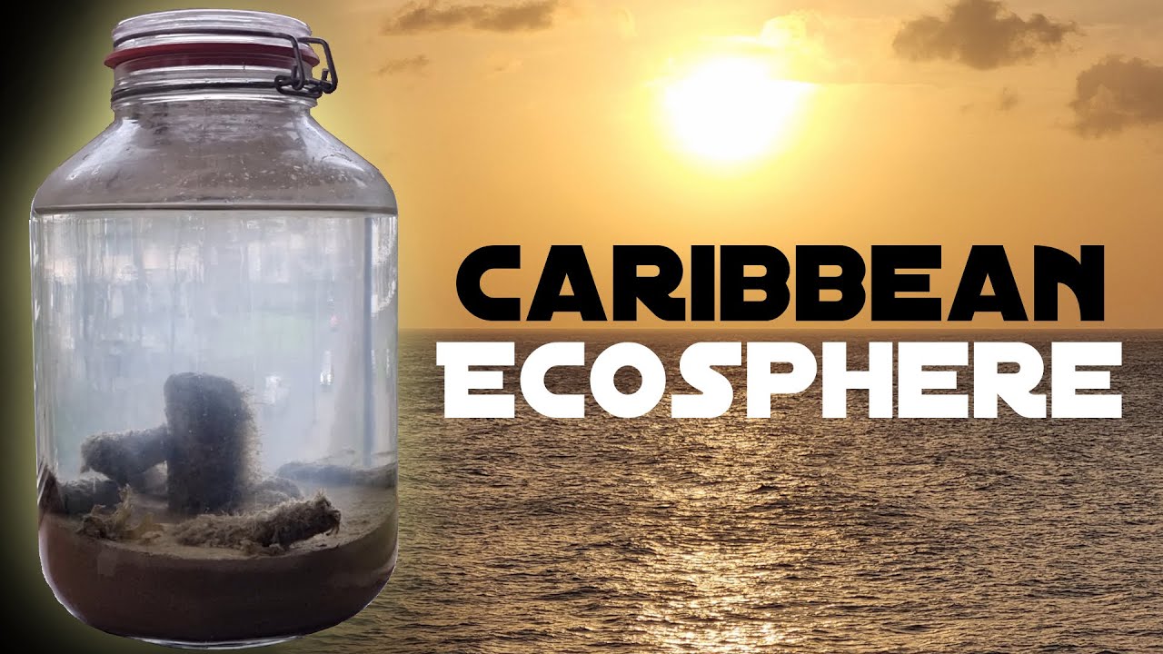 The Caribbean Ecosphere - Making a Closed Ecosystem in a Jar (Salt Water)
