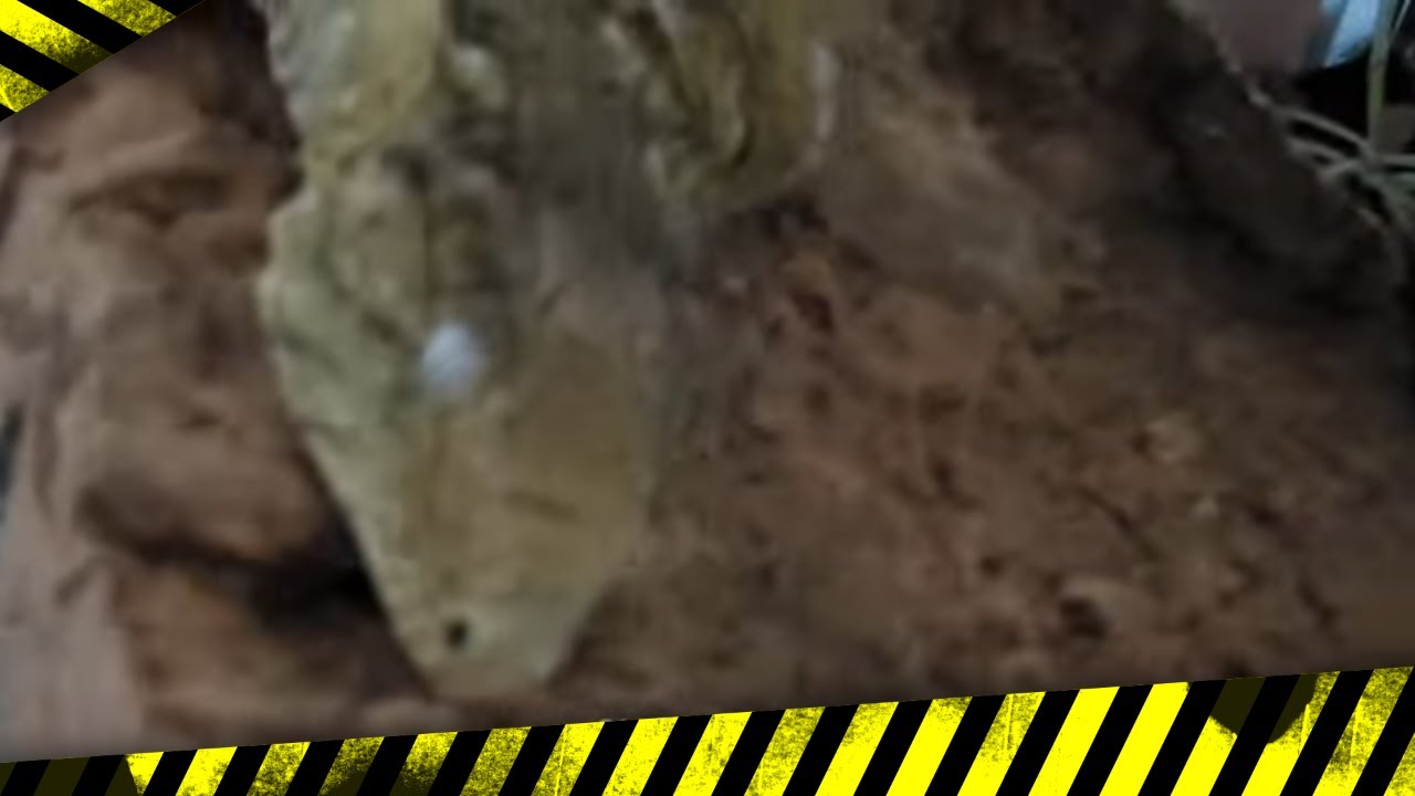Action Camera: SJCAM C400 watch this Footage Before You Buy  #thinkmedia #sjcam