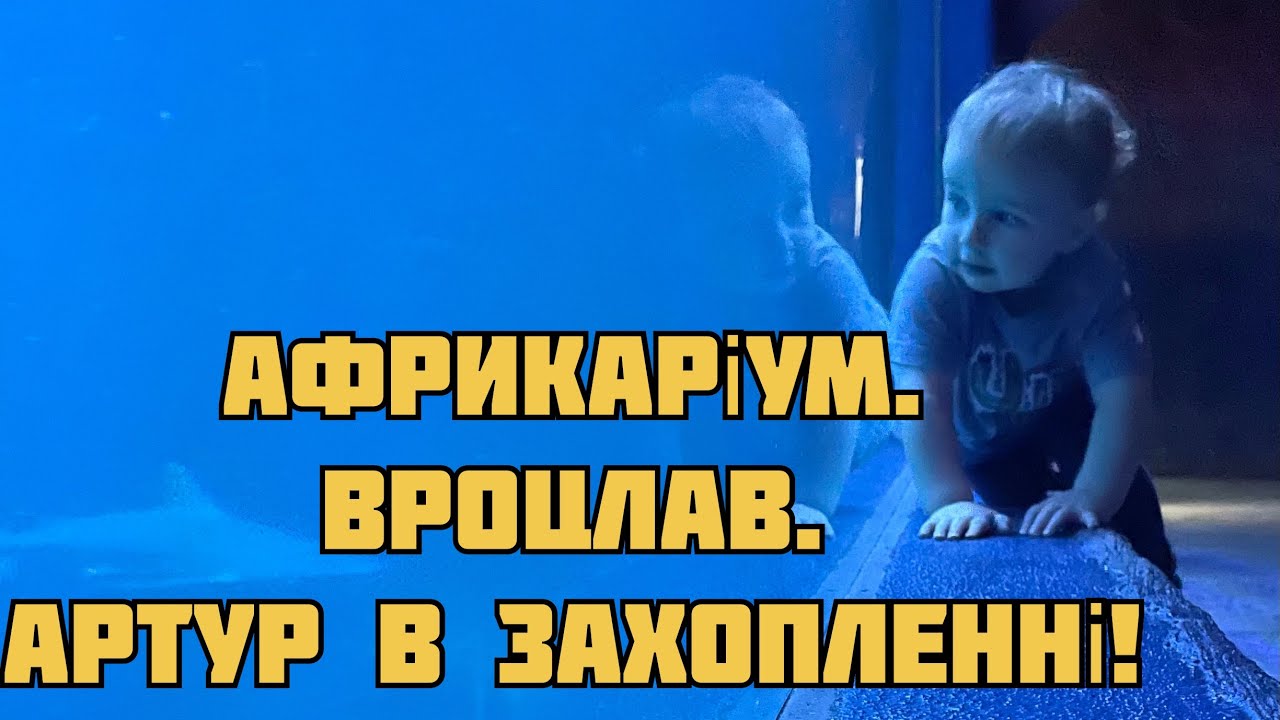 Акули, бегемоти і жирафи. Гуляєм зимовим Вроцлавом. Смачна єврейська кухня.