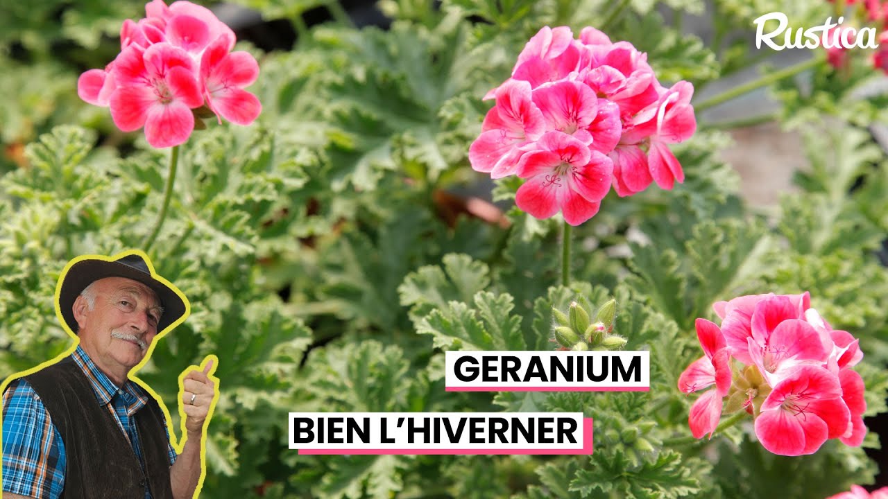 Conserver les géraniums en hiver❄️