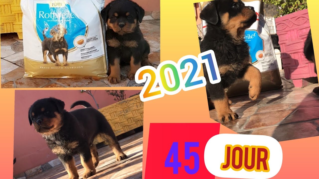 chiots rottweiler 45jrاكل جراء روت وايلر