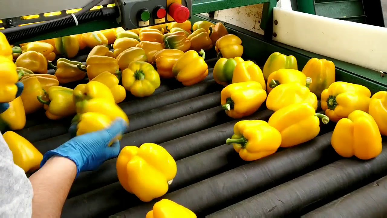 How  Peppers / Capsicum are Harvest and Packed | Grading and Packing Techniques in Canada 🇨🇦