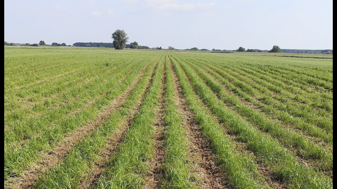 Siew kukurydzy po trawie na glinie. Fendt 933 + Czajkowski ST + Vaderstad Tempo.