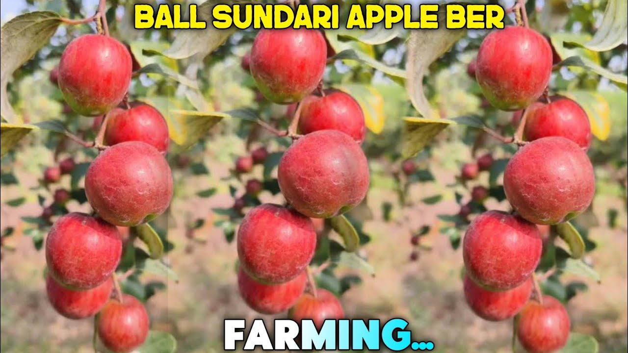 Ball Sundari Apple Ber Farming | Apple Ber Farming | Ber Ki Kheti 