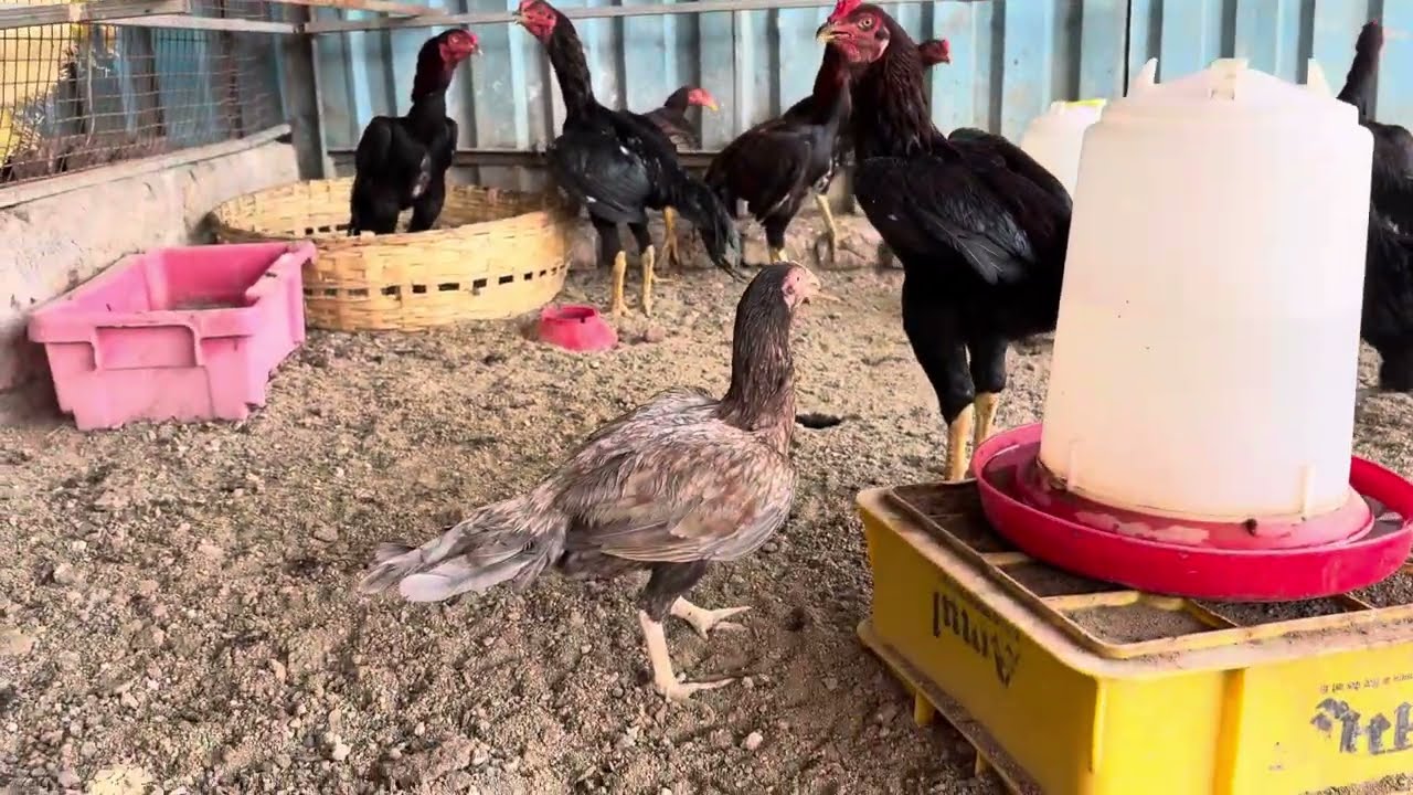 Best quality, Arif Aseel Farm Main Muruga Hera Ke liye ￼(9322665668)