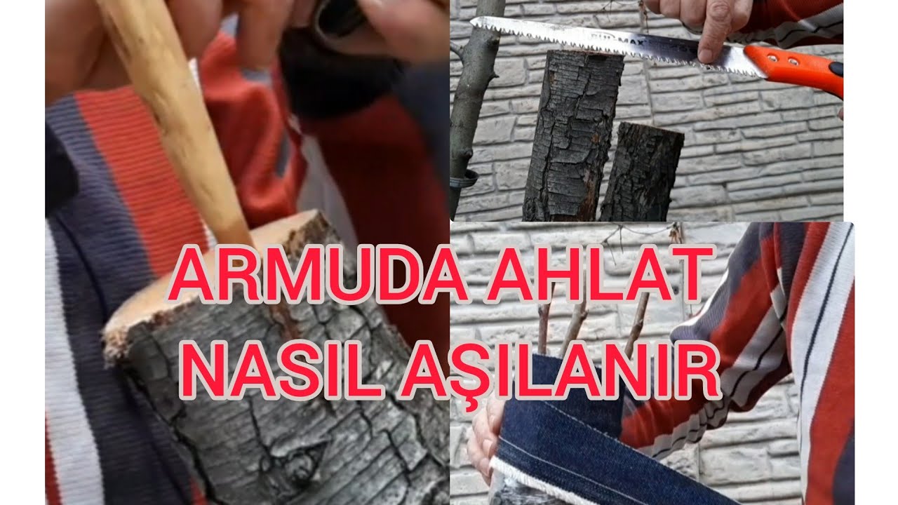 Büyük armut ağacına 2 farklı armut ve ahlat aşıladık ( topuzgilin ahladı )