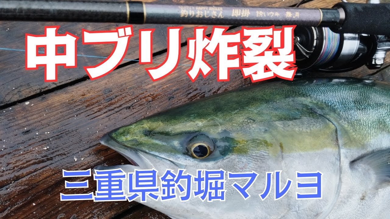 中ブリ炸裂のマルヨ！盛期の海上釣堀が熱い2025年10月11日