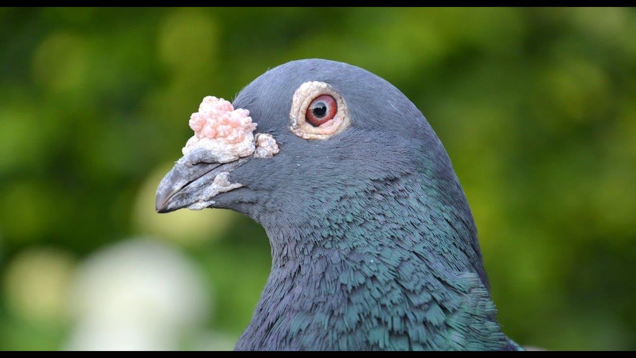 The Strongest BLACK LIGHTNING of Marc Vlaeminck - The Master Pigeon Sport from Ramsel