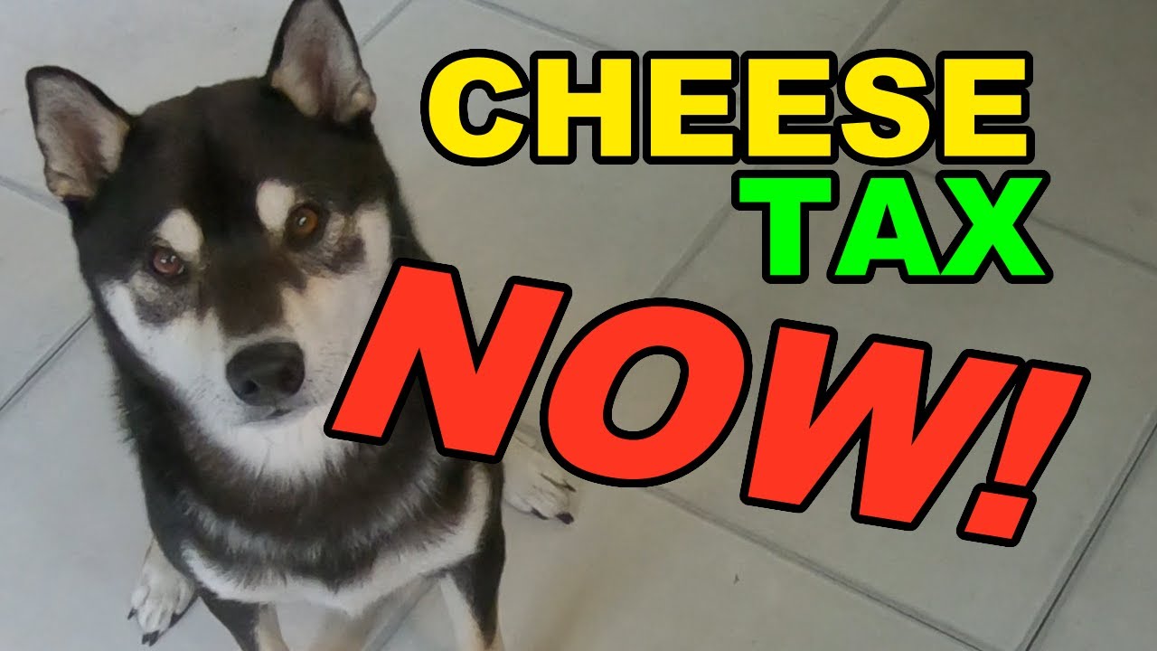 what happens when you DON'T pay the CHEESE TAX 🧀 💰🐕