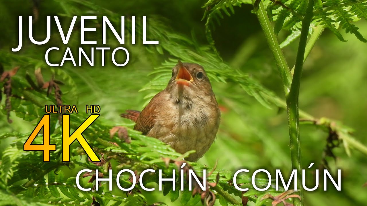🐦Chochín común, CANTO de un ejemplar JUVENIL/Troglodytes troglodytes.