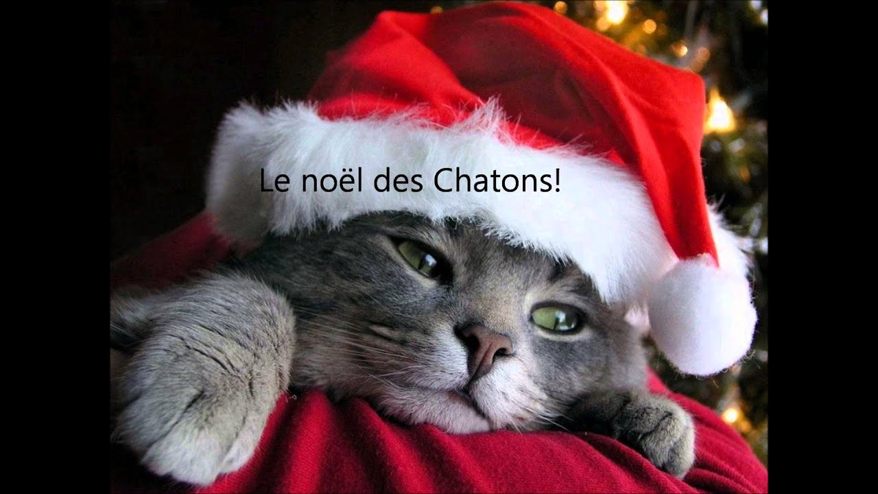 Le noël des chatons