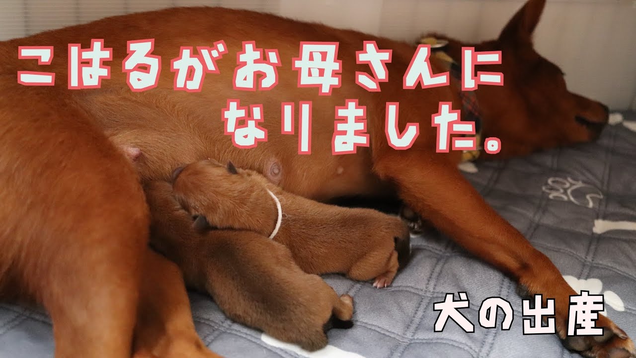 【犬出産】こはる はじめての出産【美濃柴犬】