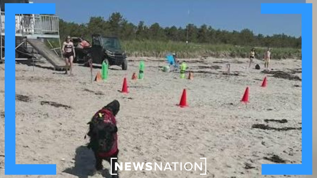 Dogs serve as lifeguards at Maine state park beach amid shortage | Morning in America